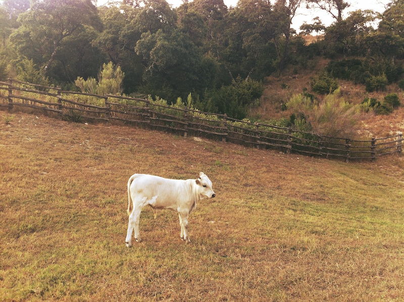 Four Calves Are Born